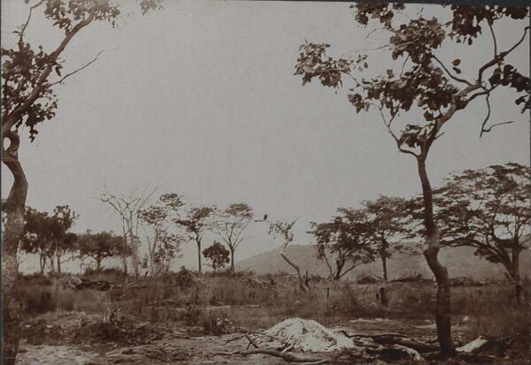 Camp pictures from the "Mountain of Pearls" on the Sindi River - Vultures on a tree