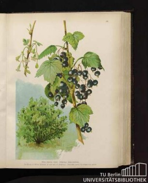 Ribes nigrum Linné. Schwarze Johannisbeere.