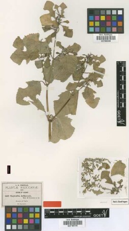 Euphorbia jaliscensis B.L.Rob. & Greenm. [type]