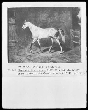Reitpferd