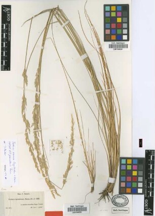 Festuca granatensis Boiss. [isotype]
