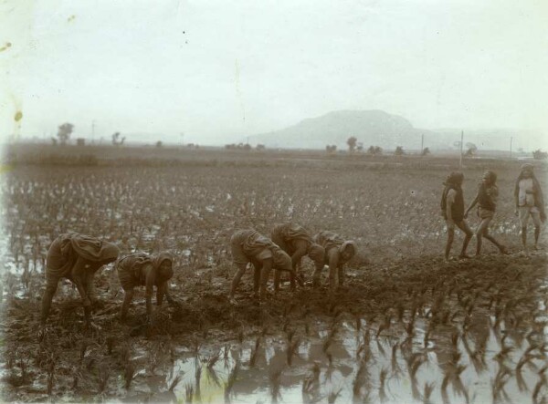 Plante de riz