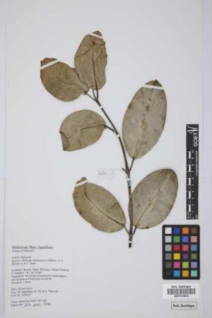 Melicope molokaiensis (Hillebr.) T.G. Hartley & B.C. Stone