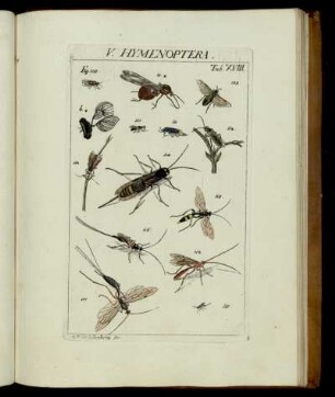 V. Hymenoptera, Tab. XVIII - XIX