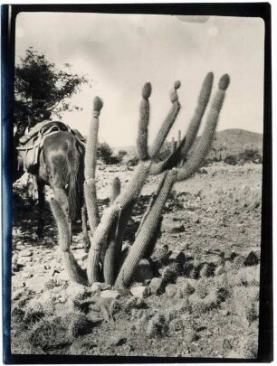 Cereus "antojchupa" bei Vitiche
