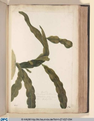 Opuntia folio plano, glabro, Siolopendriae. S: Fieus Indica, Siolopendriae folio; Epiphilithis.