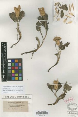 Carduus pinnatifidus Cav.