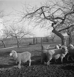 State New York, Schafzuchtfarm