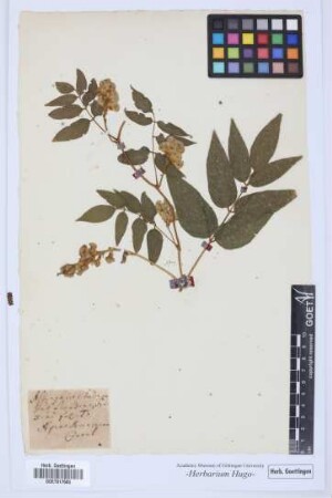 Astragalus