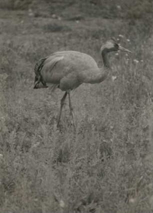 Kranich (Grus grus), auch Grauer Kranich oder Eurasischer Kranich