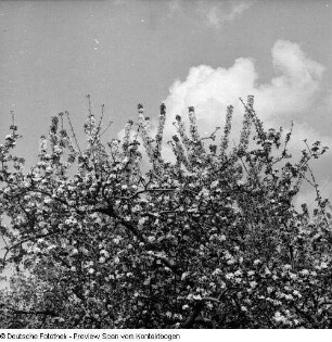 Frühling; Baumblüte Borthen Kauscha