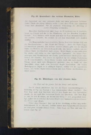 Fig. 43. Querschnitt des rechten Oberarms, Mitte. Fig. 44. Ellenbogen von der ulnaren Seite.