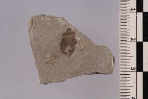 Wanze (Heteroptera)