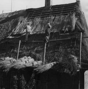 Dachdecker beim Decken eines Reetdaches, Stapelholm, Schlei- und Eidermündung