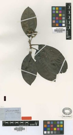 Meriania subumbellata Cogn. [type]