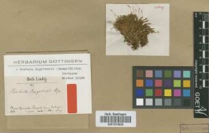 Barbula bogotensis Hampe [type]