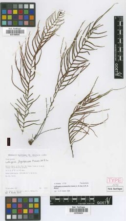 Lellingeria subsessilis (Baker) A.R.Sm. & R.C.Moran
