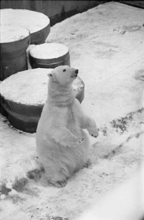 Eisbären im Karlsruher Zoo