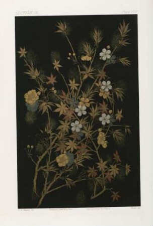 Plate VIII.