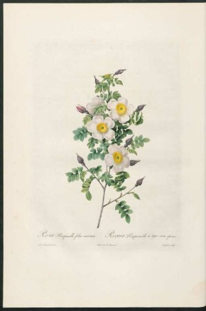 Rosa Pimpinelli-folia inermis. Rosier Pimprenelle à tiges sans épines. Langlois sculp.