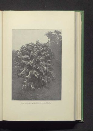 Der sechsjährige Kaffee-Baum in Blüthe.