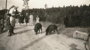 Dresdner Heide. Zahme Wildschweine (Sus scrofa)