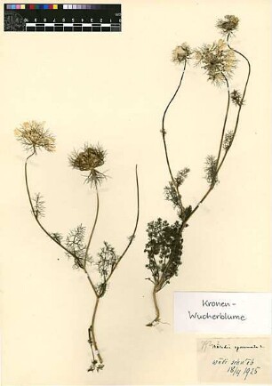 Umbelliferae Artedia squamata Linné, Carl von (1707 - 1778) [Wadi scha'eb (Trockental)]