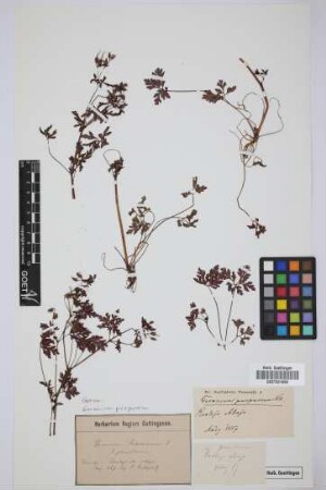 Geranium purpureum Vill.