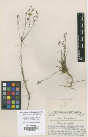 Linum tenuifolium L.