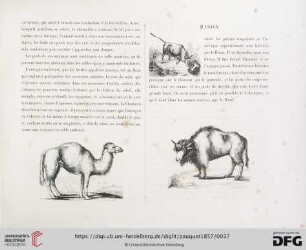 Bison