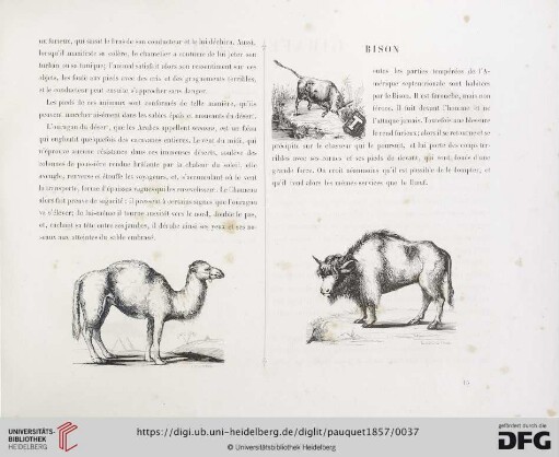Bison