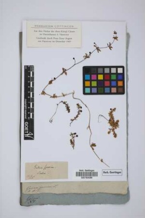 Galium spurium L.