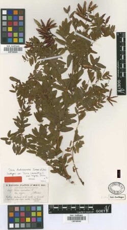 Vicia cassubica L. var. major Boiss.[type]