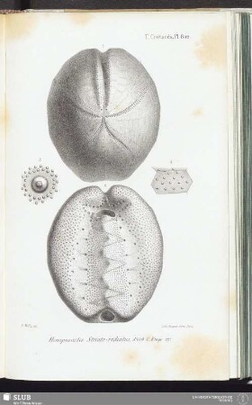T. Crétacés, Pl. 802