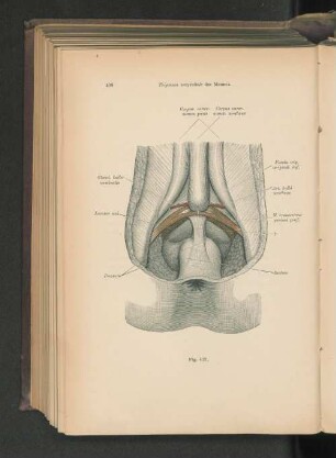 Fig. 419. Trigonum urogenitale des Mannes.