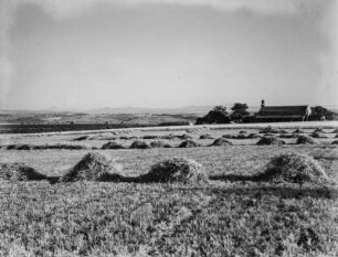 Abgeerntetes Feld : Blick auf abgeerntete Hafer und Wickenfelder