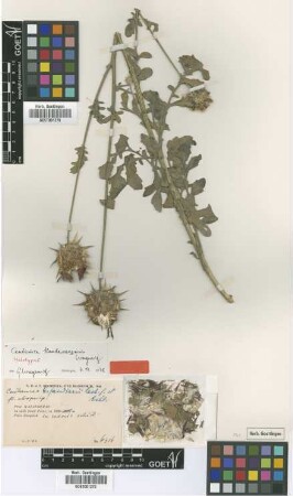 Centaurea kandavanensis Wagenitz [holotype]