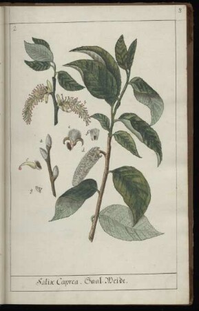 2. Salix Caprea. Saal-Weide