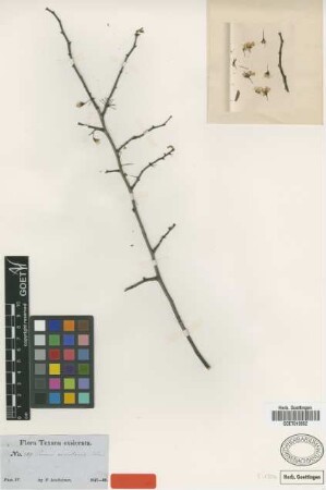 Prunus rivularis Scheele [syntype]