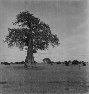 Baobab : Alter Affenbrotbaum auf einer Weide