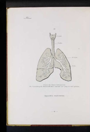 Apparatus respiratorius.
