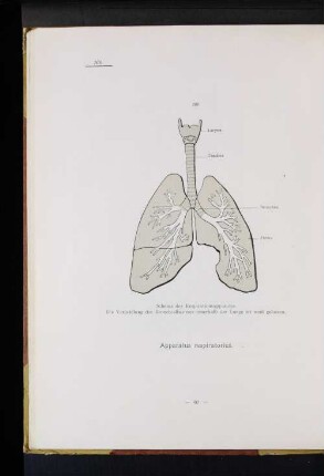 Apparatus respiratorius.