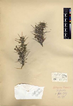Leguminosae Astragalus Forskahlei Boissier, Edmond (1810 - 1885) [El-fauwar (Quelle)]