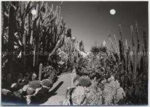 Monaco, Jardin Botanique (Botanischer Garten)
