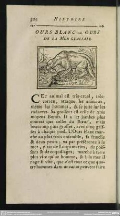 Ours Blanc ou Ours De La Mer Glaciale