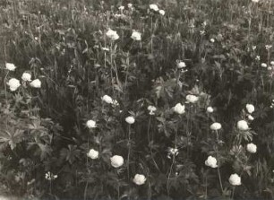 Trollblumen (Trollius europaeus) auf den Sattelbergwiesen im Osterzgebirge