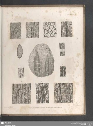 Plate III. Fossil Vegetables of Lennel Braes and Craigleith