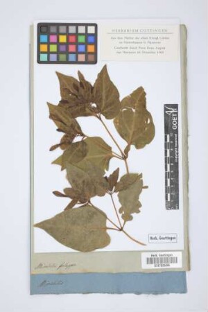 Mirabilis jalappa
