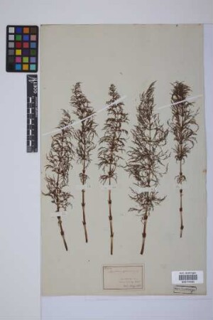 Equisetum sylvaticum L.