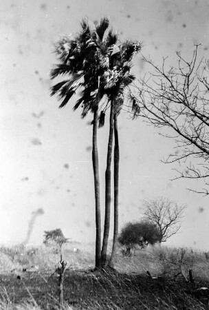 Borassus Palmen : Aufnahme einer Borassus Palmen in einer Savannenlandschaft